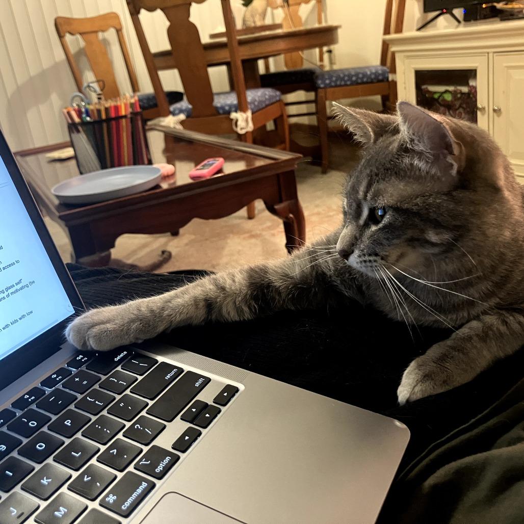 Enlarge Tiffin, a Adoptable Domestic Short Hair in Madison, WI image 3/6