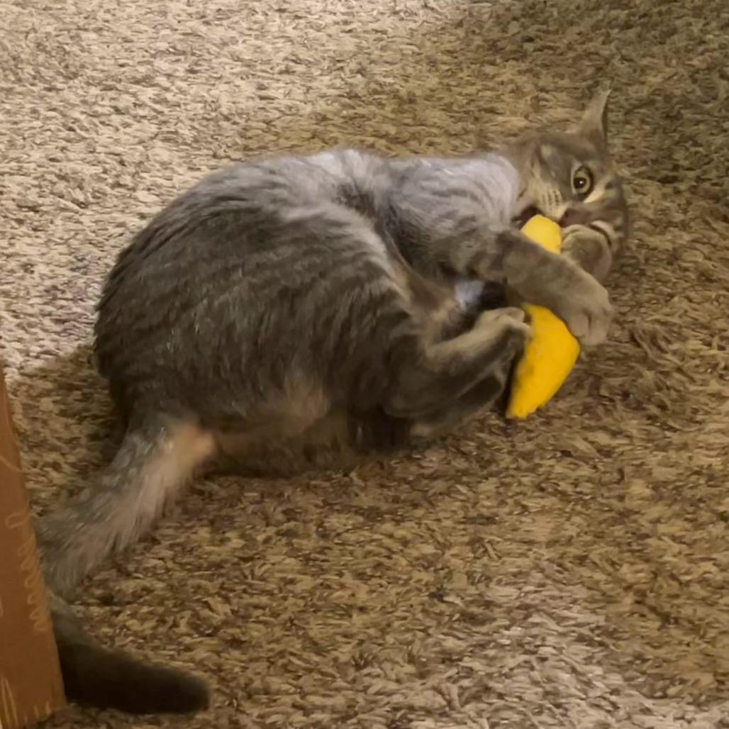 Enlarge Tiffin, a Adoptable Domestic Short Hair in Madison, WI image 3/5