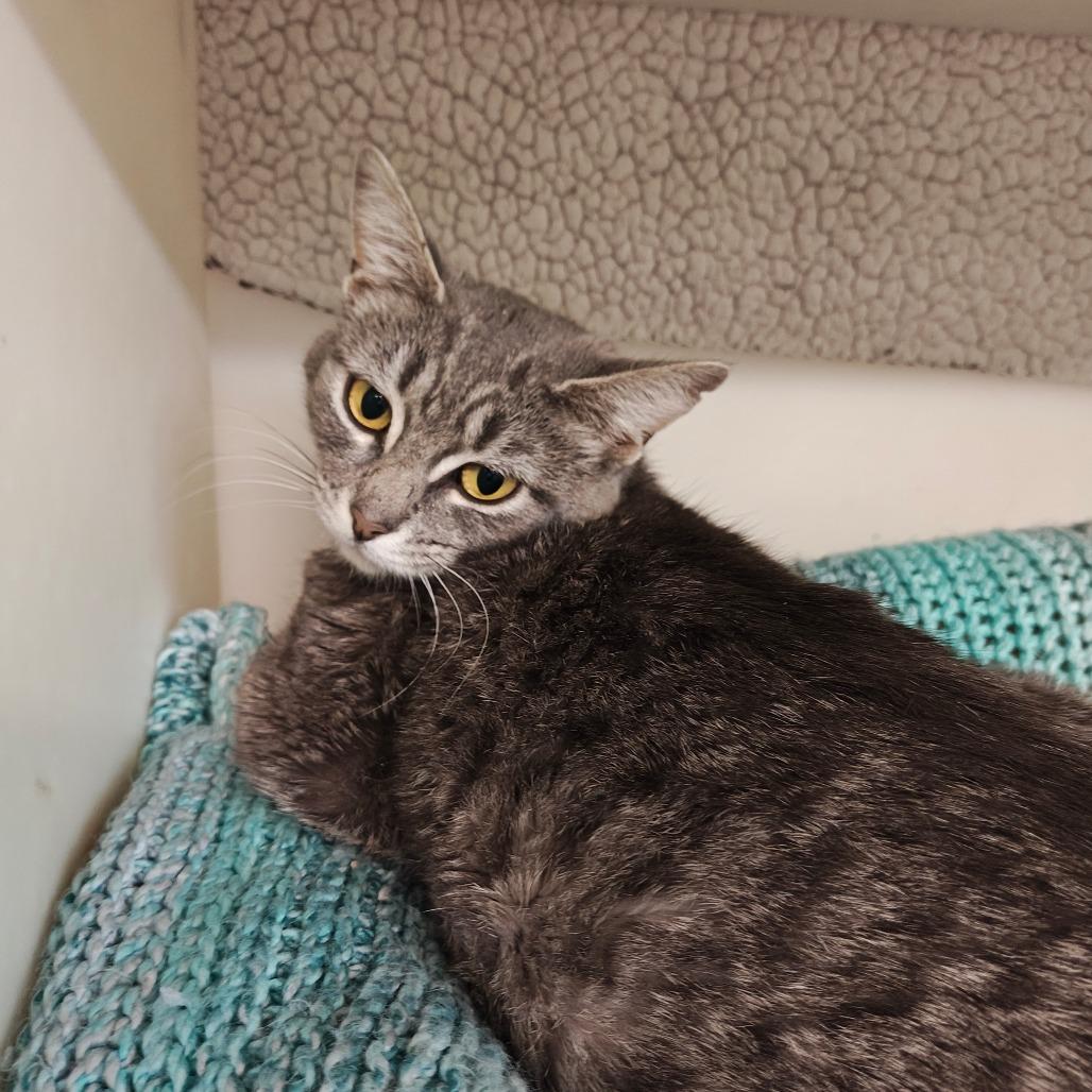 Tiffin, a Adoptable Domestic Short Hair in Madison, WI image 2/3