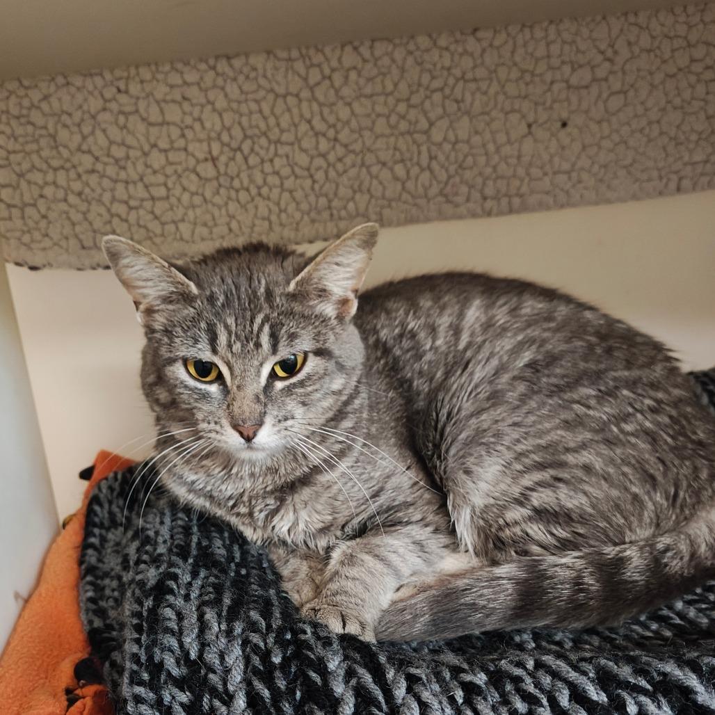 Tiffin, a Adoptable Domestic Short Hair in Madison, WI image 3/3