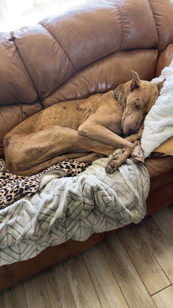 Oakley, Adoptable, Young Male Great Dane.