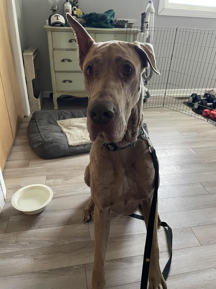 Oakley, a Adoptable Great Dane in Oswego, IL image 2/5