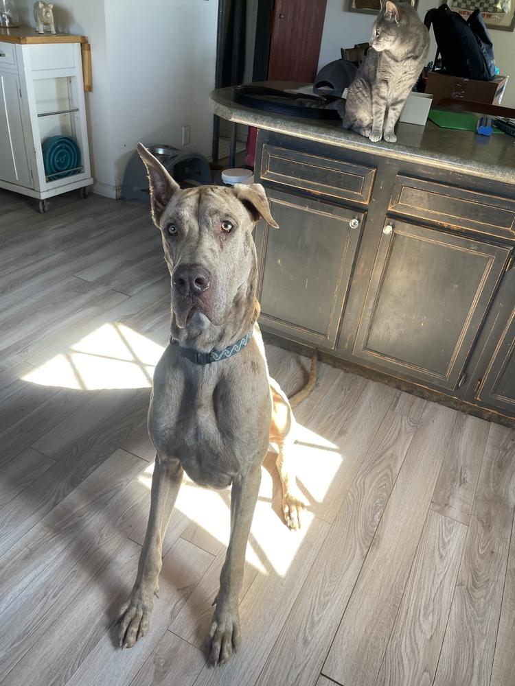 Oakley, a Adoptable Great Dane in Oswego, IL image 3/5