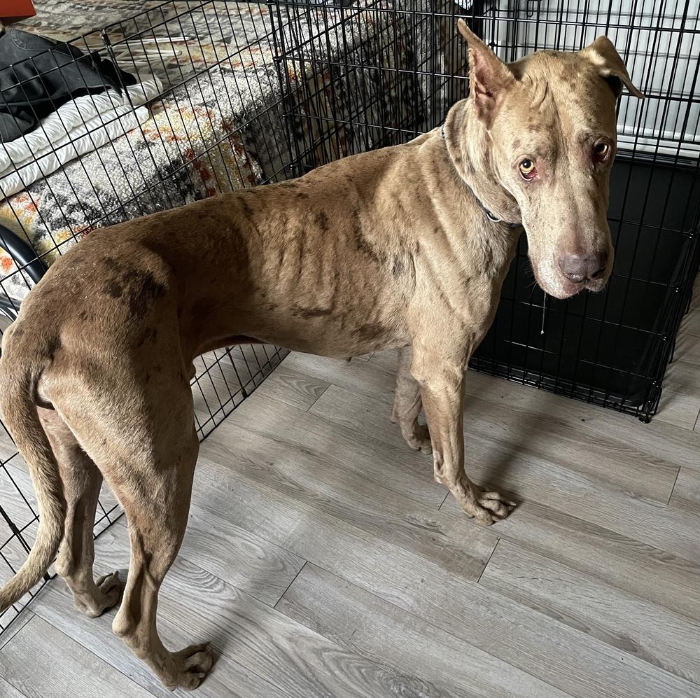 Oakley, a Adoptable Great Dane in Oswego, IL image 4/5