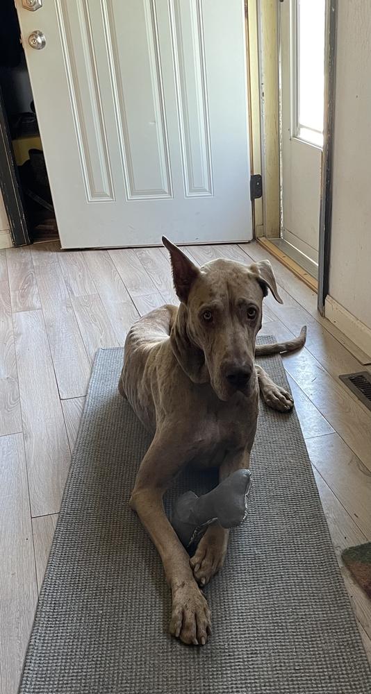 Oakley, a Adoptable Great Dane in Oswego, IL image 5/5