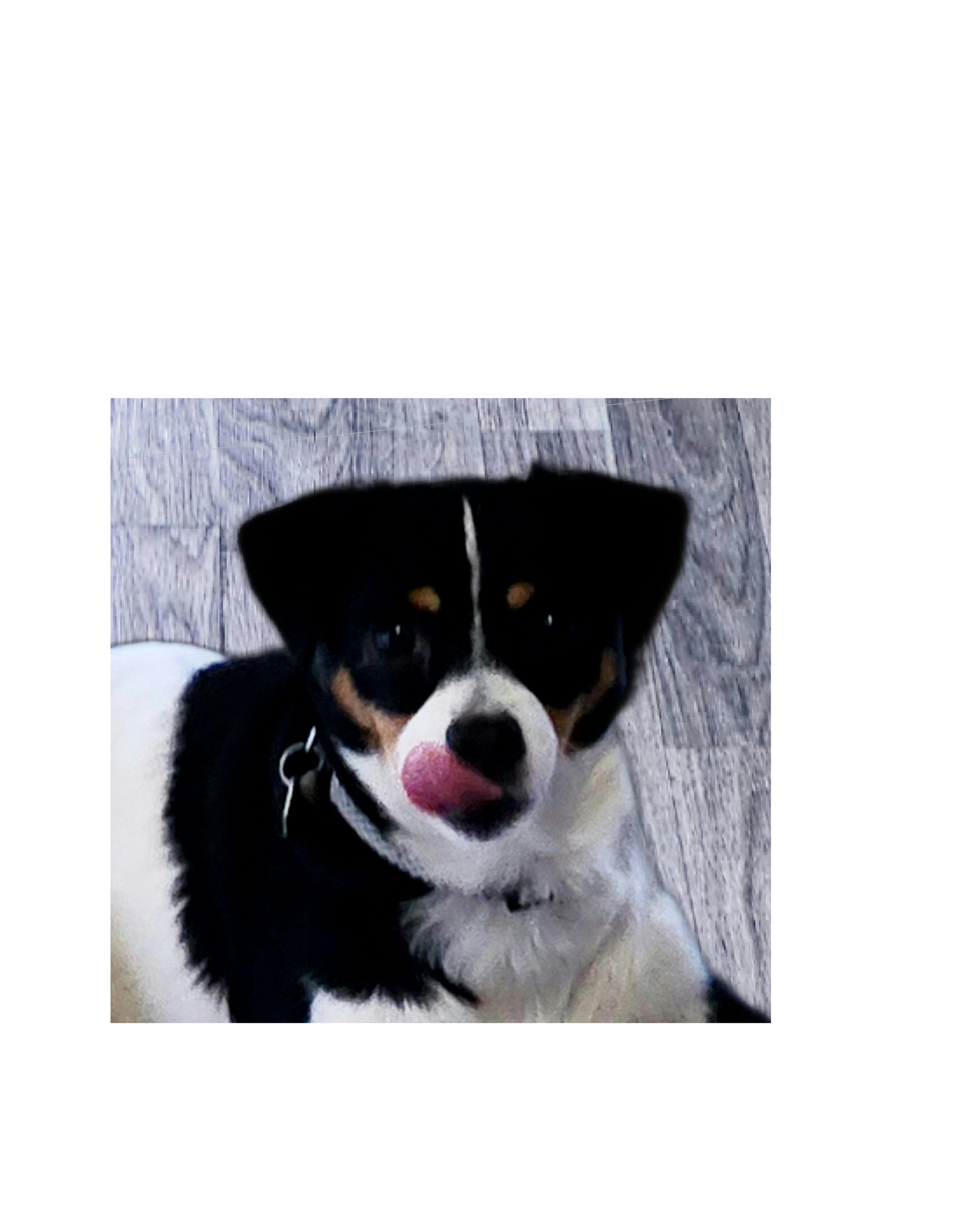 Enlarge Finn, a Adoptable mixed breed in Lake Geneva, WI image 1/6
