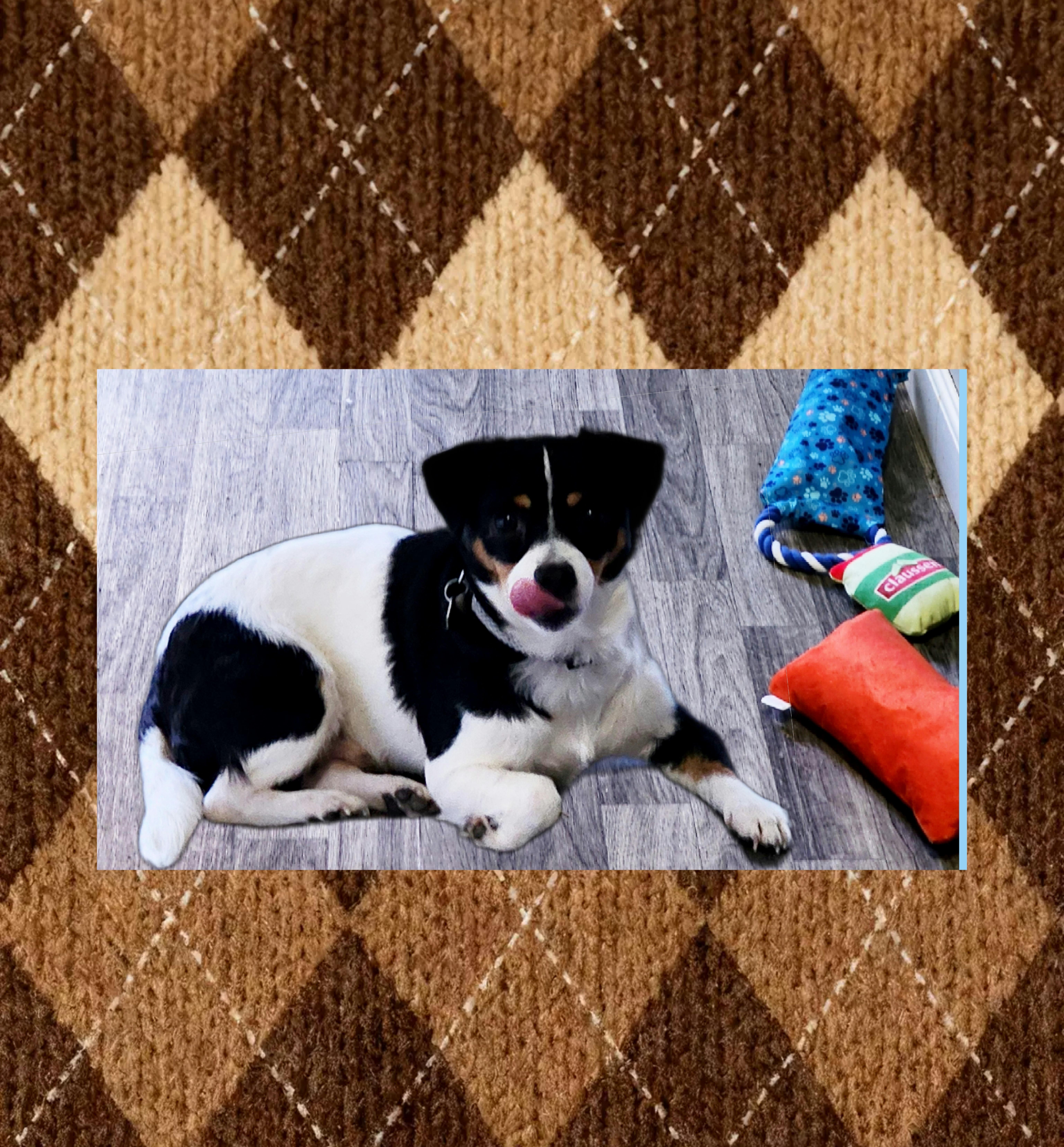 Enlarge Finn, a Adoptable mixed breed in Lake Geneva, WI image 5/6