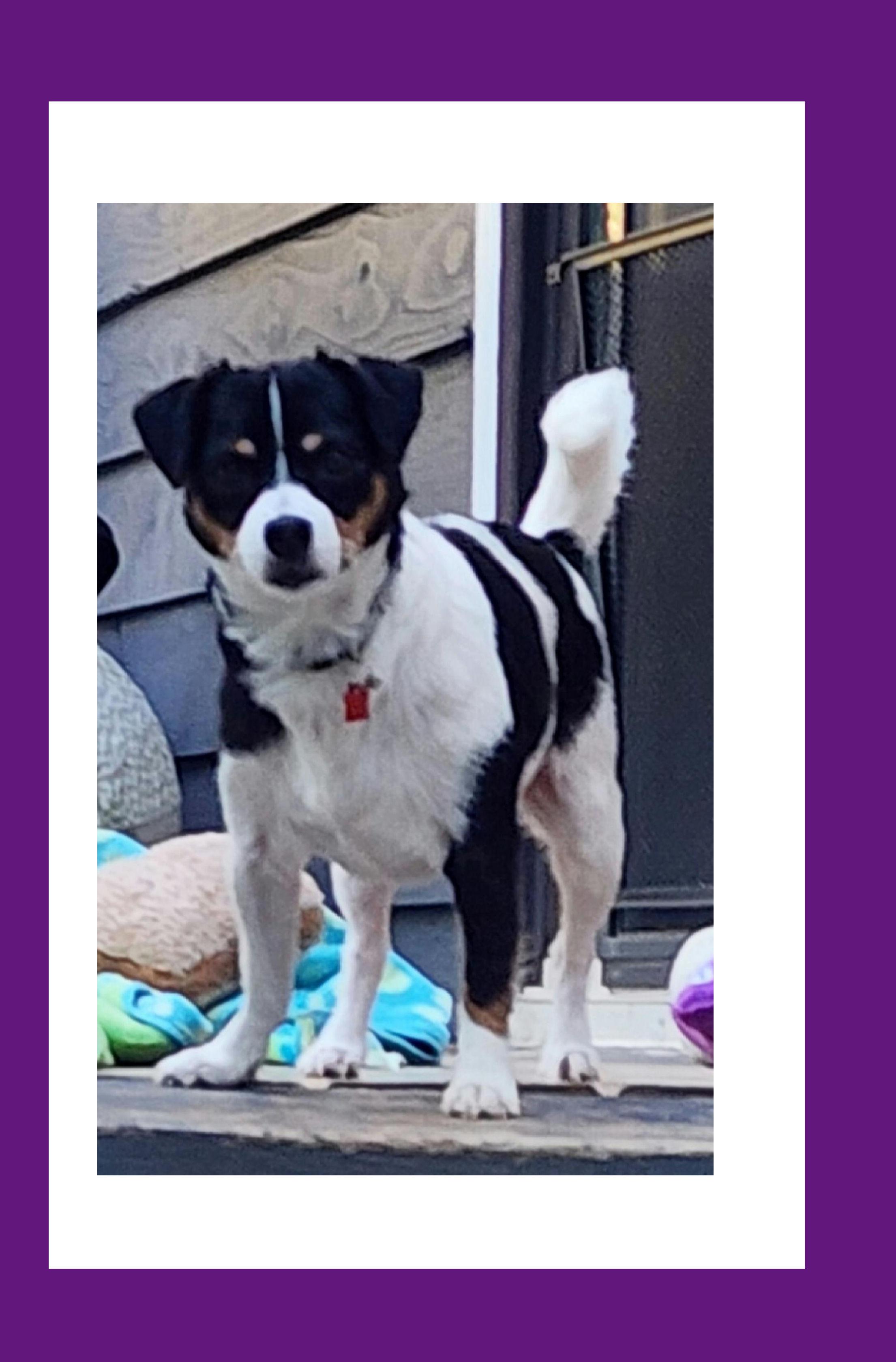 Enlarge Finn, a Adoptable mixed breed in Lake Geneva, WI image 4/6