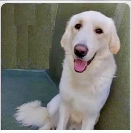 Brody-So Sweet and Gentle, an adoptable Great Pyrenees in Santa Barbara, CA image 3/3