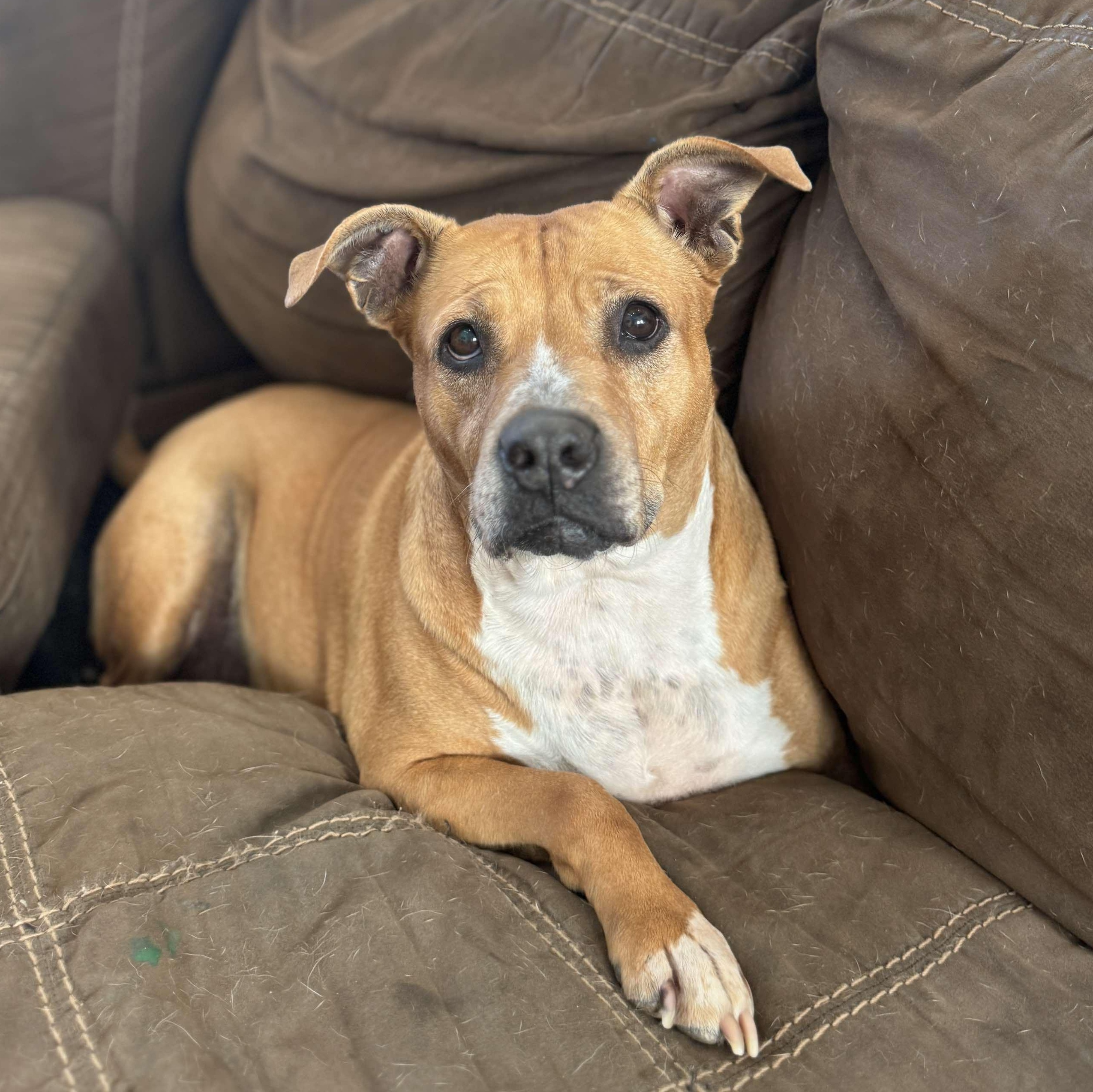 Ginger — thumbnail 3