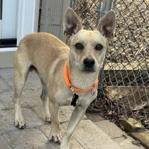 Enlarge Baxter, a Adoptable mixed breed in Lincolnshire, IL image 1/2