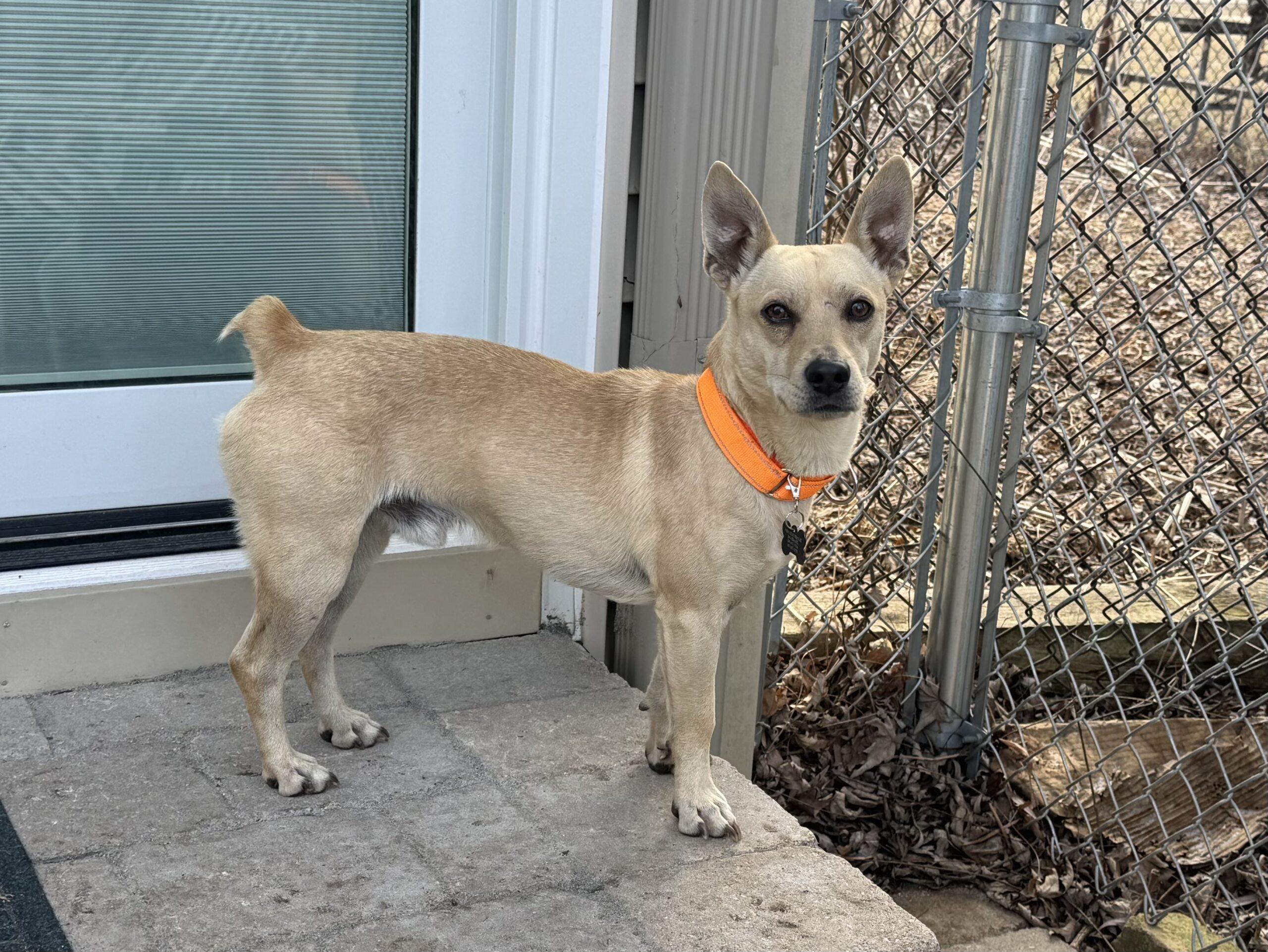 Enlarge Baxter, a Adoptable mixed breed in Lincolnshire, IL image 2/2