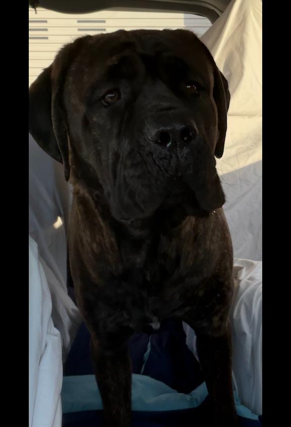 Sarge, Adoptable, Young Male Cane Corso.