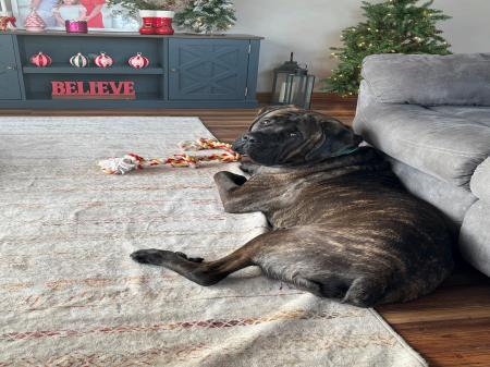 Enlarge Sarge, a Adoptable mixed breed in Oswego, IL image 2/2