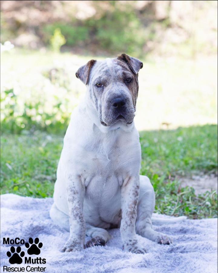 Enlarge Wrinkles, a ADOPTABLE mixed breed in Sunbright, TN image 3/3