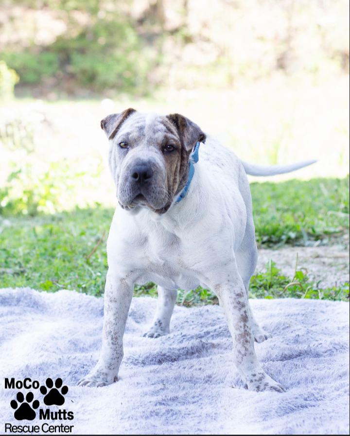 Enlarge Wrinkles, a ADOPTABLE mixed breed in Sunbright, TN image 2/3