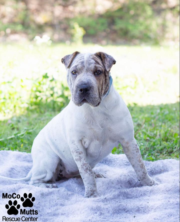 Wrinkles, ADOPTABLE, Puppy Female Shar-Pei.