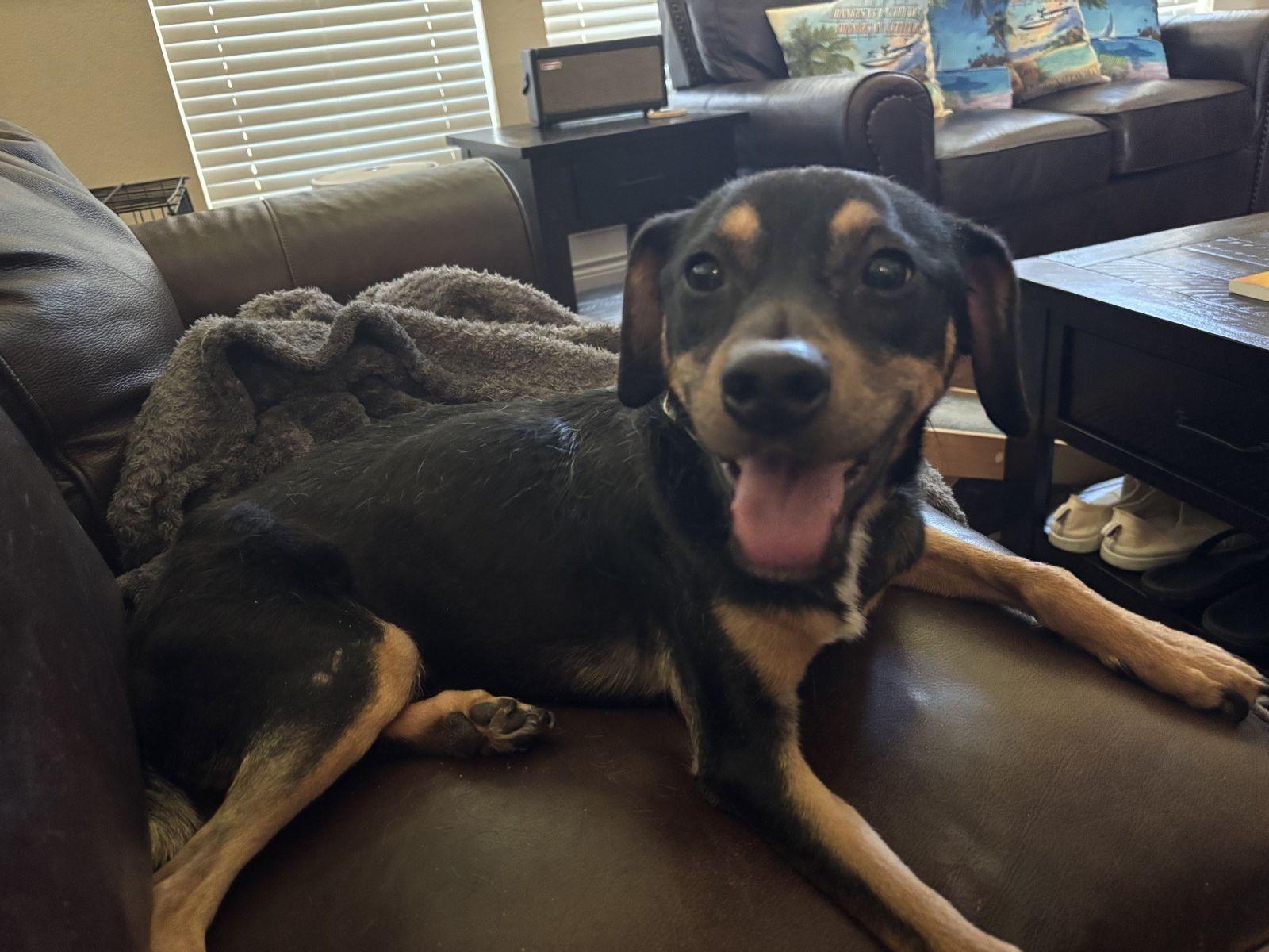 Archie Austin, a Adoptable mixed breed in Austin, TX image 1/4