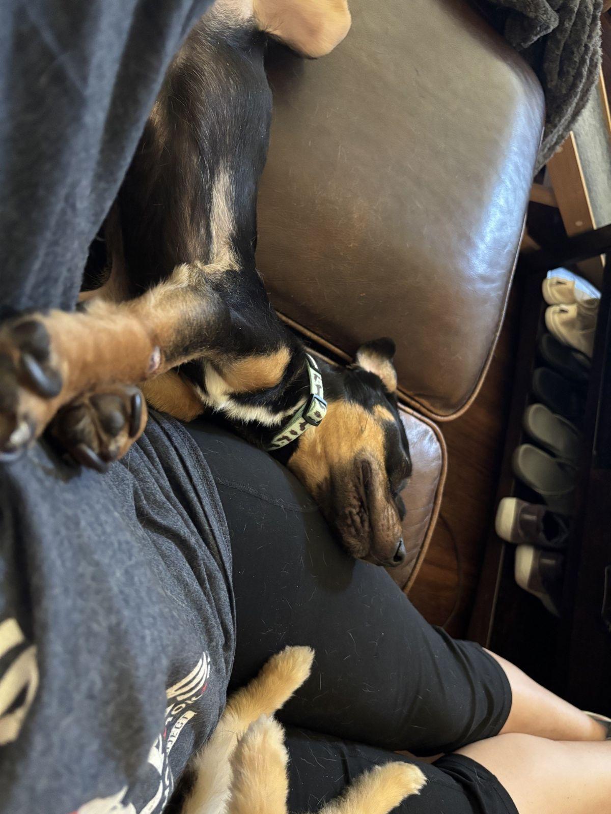 Archie Austin, a Adoptable mixed breed in Austin, TX image 3/4