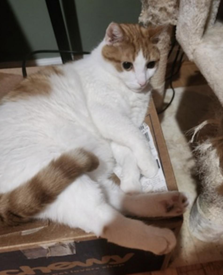 Oscar — thumbnail 3