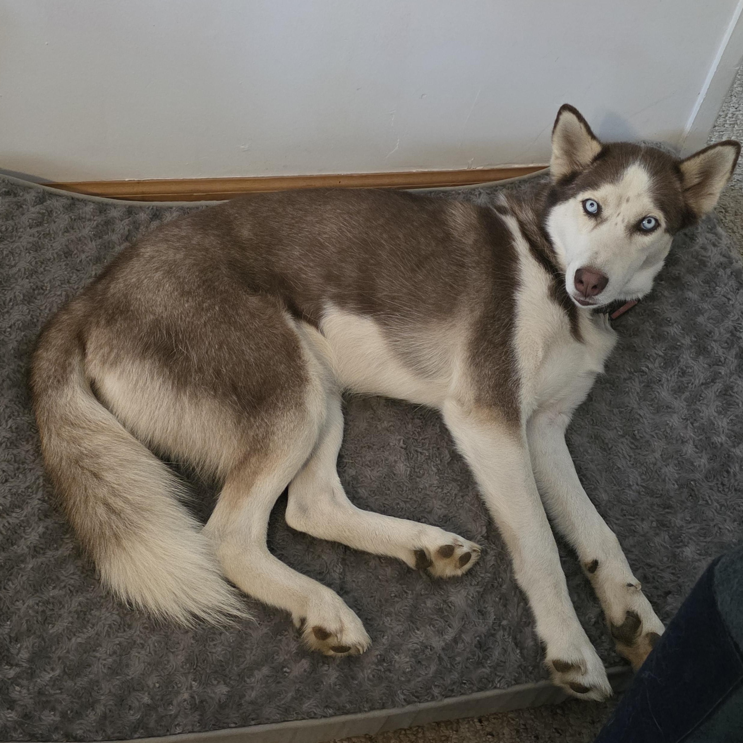 Enlarge Hunter & Scarlett, a Adoptable Siberian Husky in Richboro, PA image 1/4