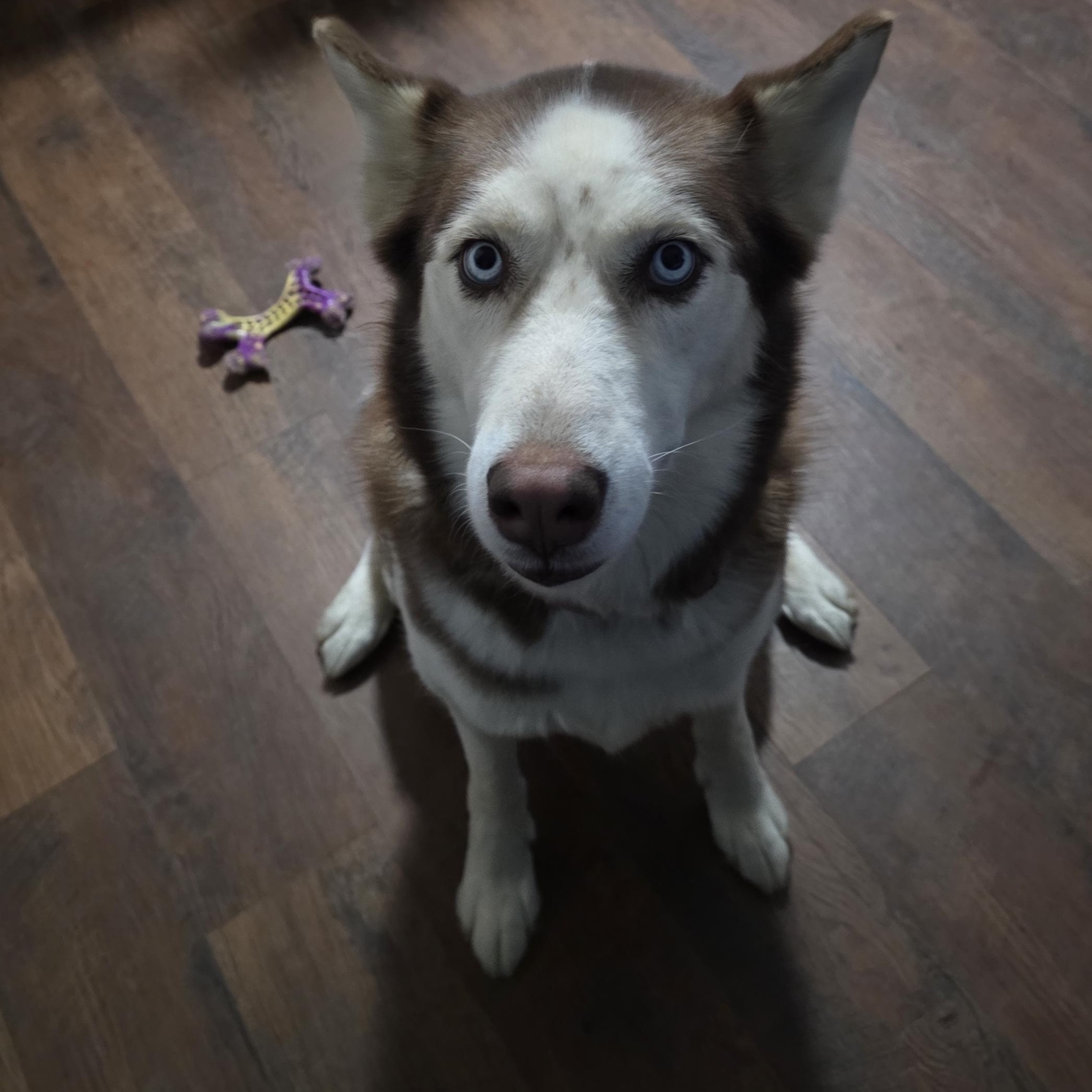 Enlarge Hunter & Scarlett, a Adoptable Siberian Husky in Richboro, PA image 4/4