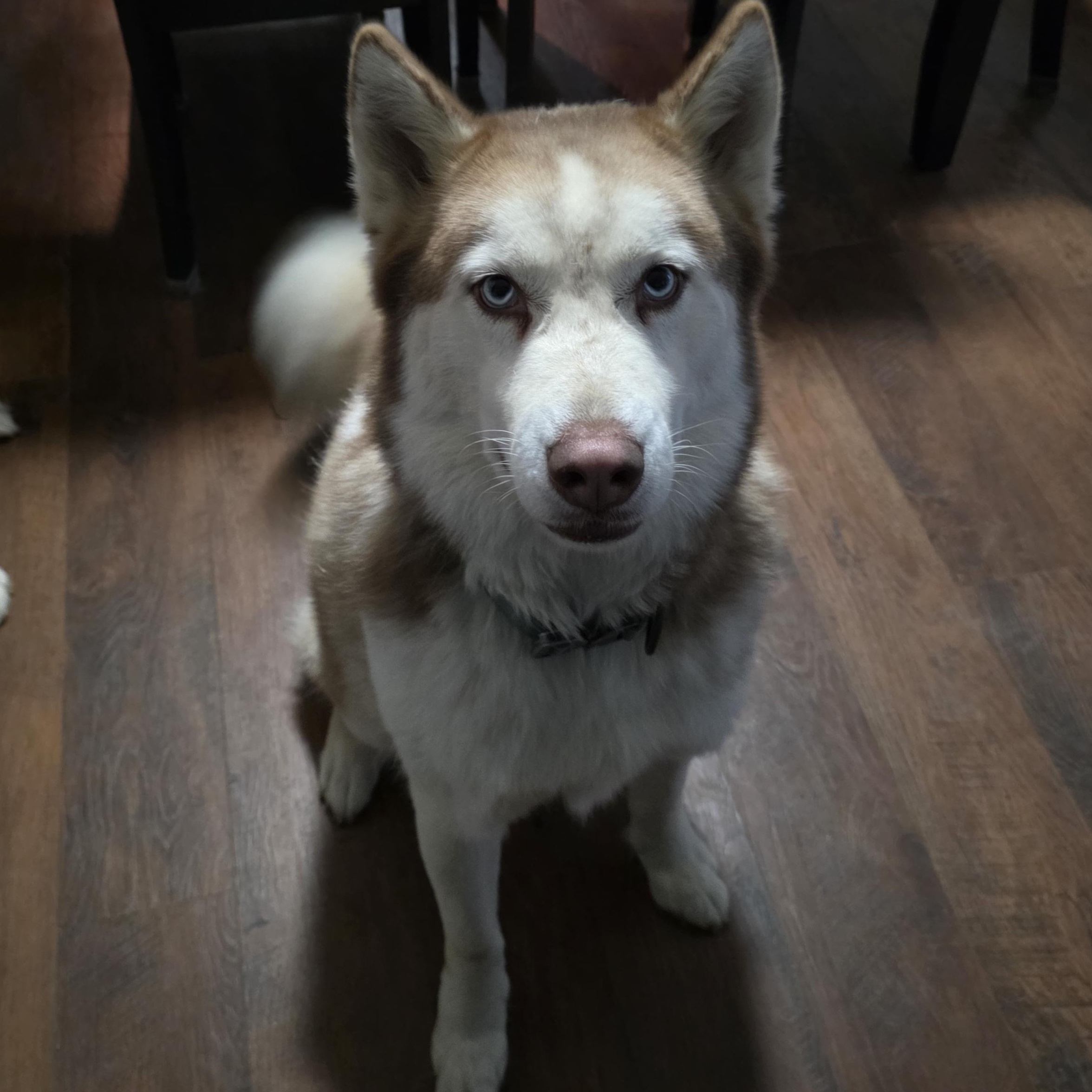 Enlarge Hunter & Scarlett, a Adoptable Siberian Husky in Richboro, PA image 3/4