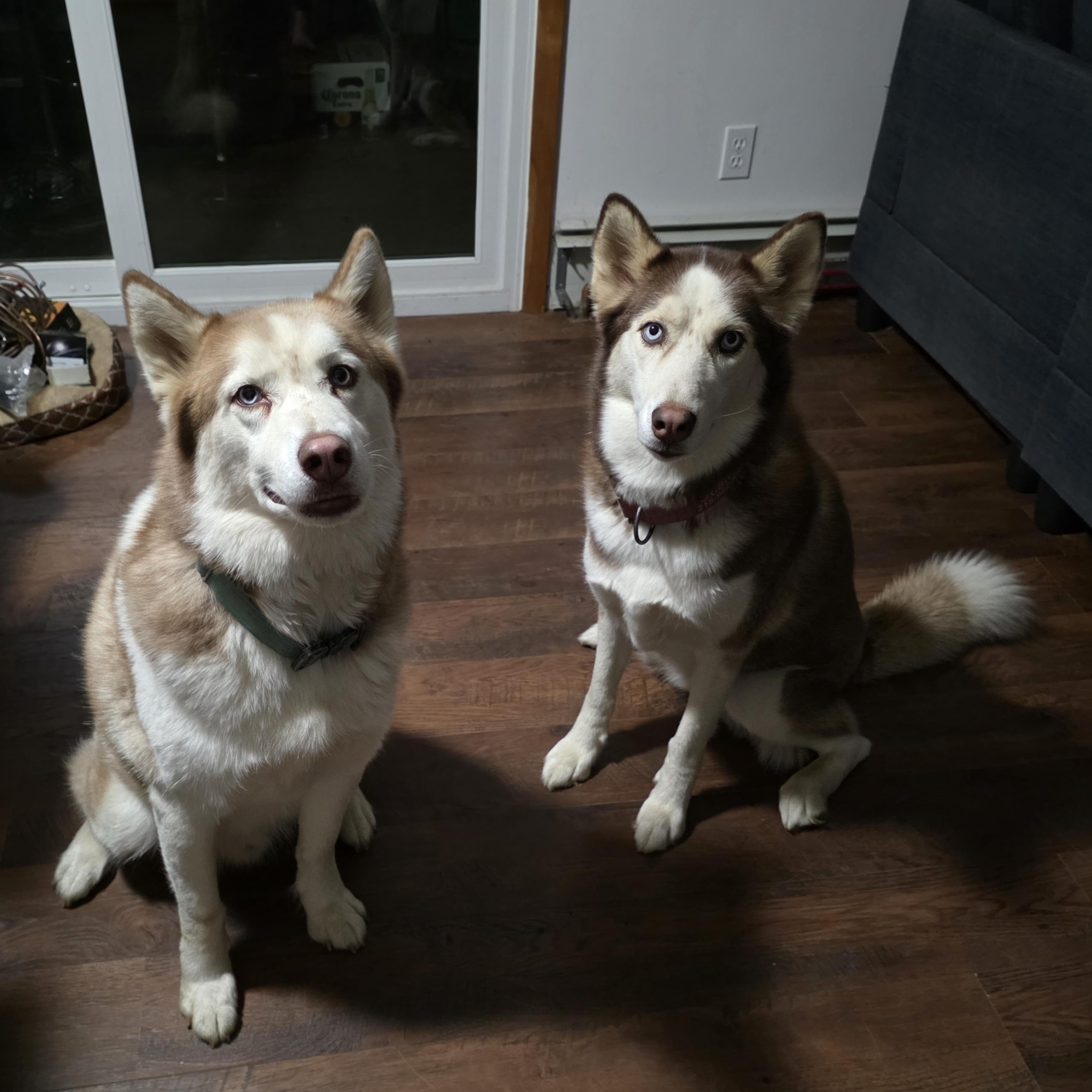Enlarge Hunter & Scarlett, a Adoptable Siberian Husky in Richboro, PA image 2/4
