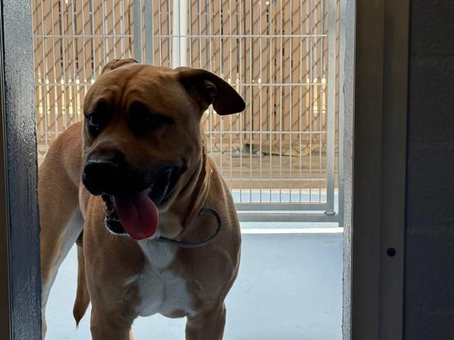 Enlarge TAZ, a Adoptable mixed breed in Downey, CA image 1/1