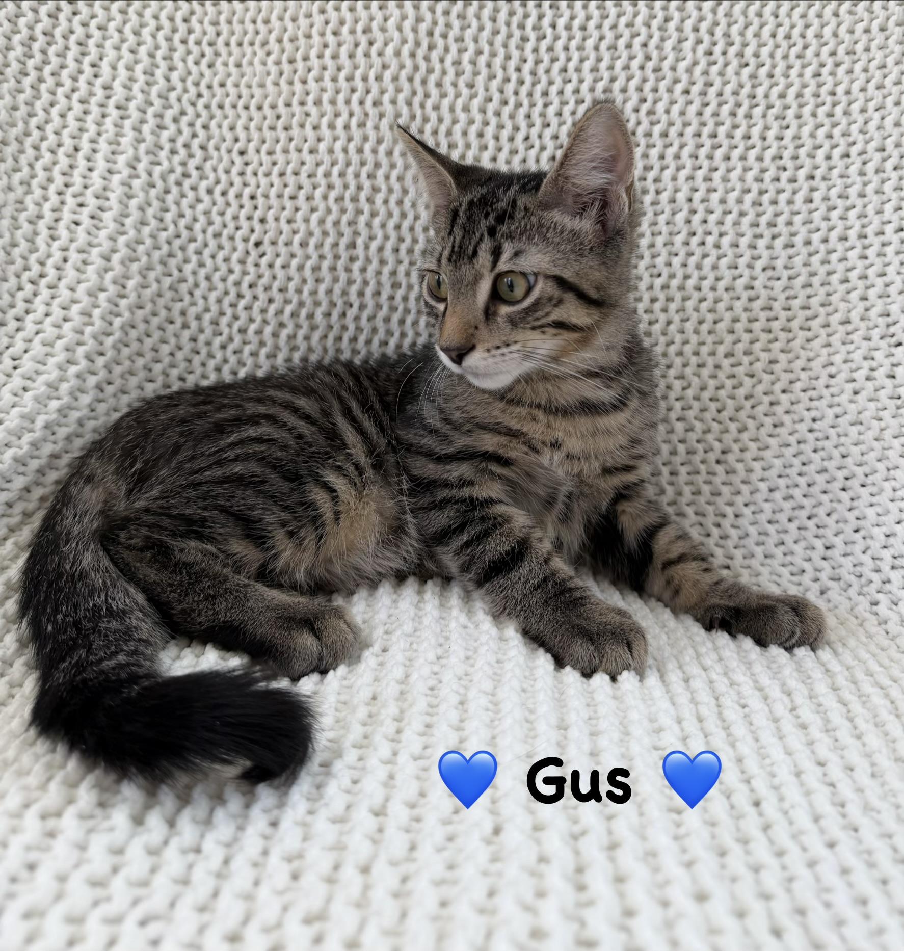 Gus, a ADOPTABLE Tabby in Copley, OH image 3/3
