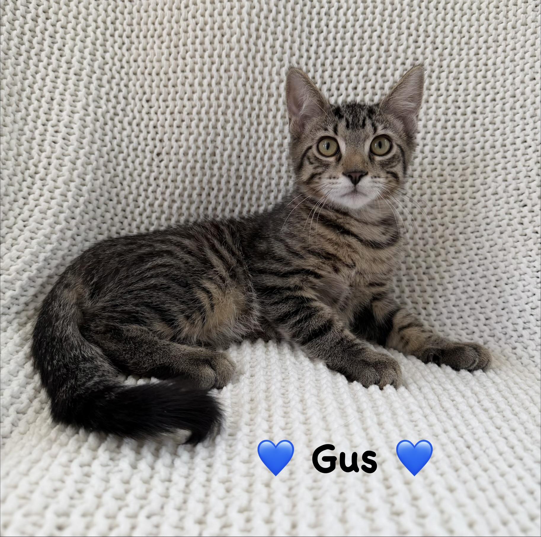 Gus, ADOPTABLE, Kitten Female Tabby.