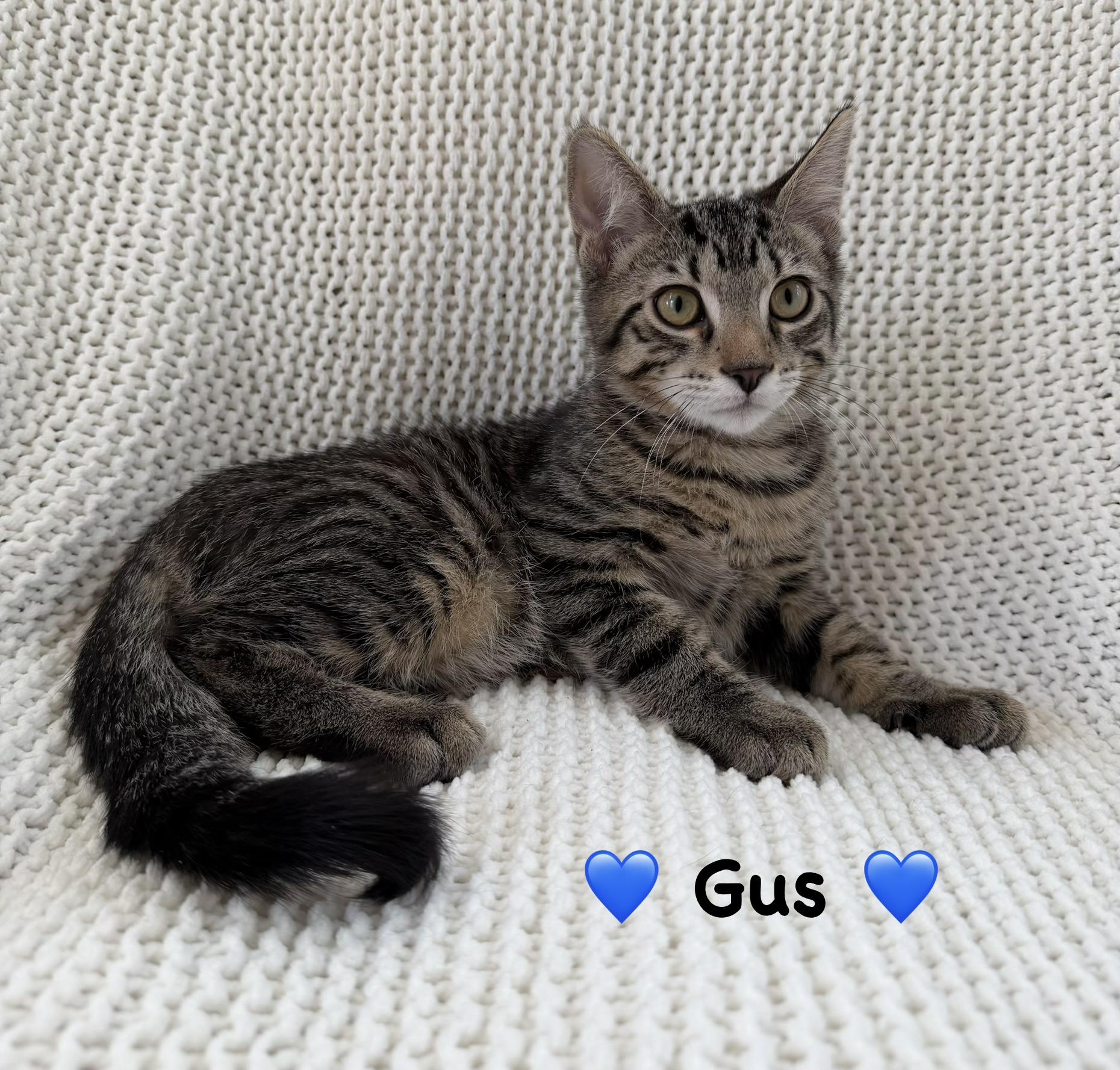 Gus, a ADOPTABLE Tabby in Copley, OH image 2/3
