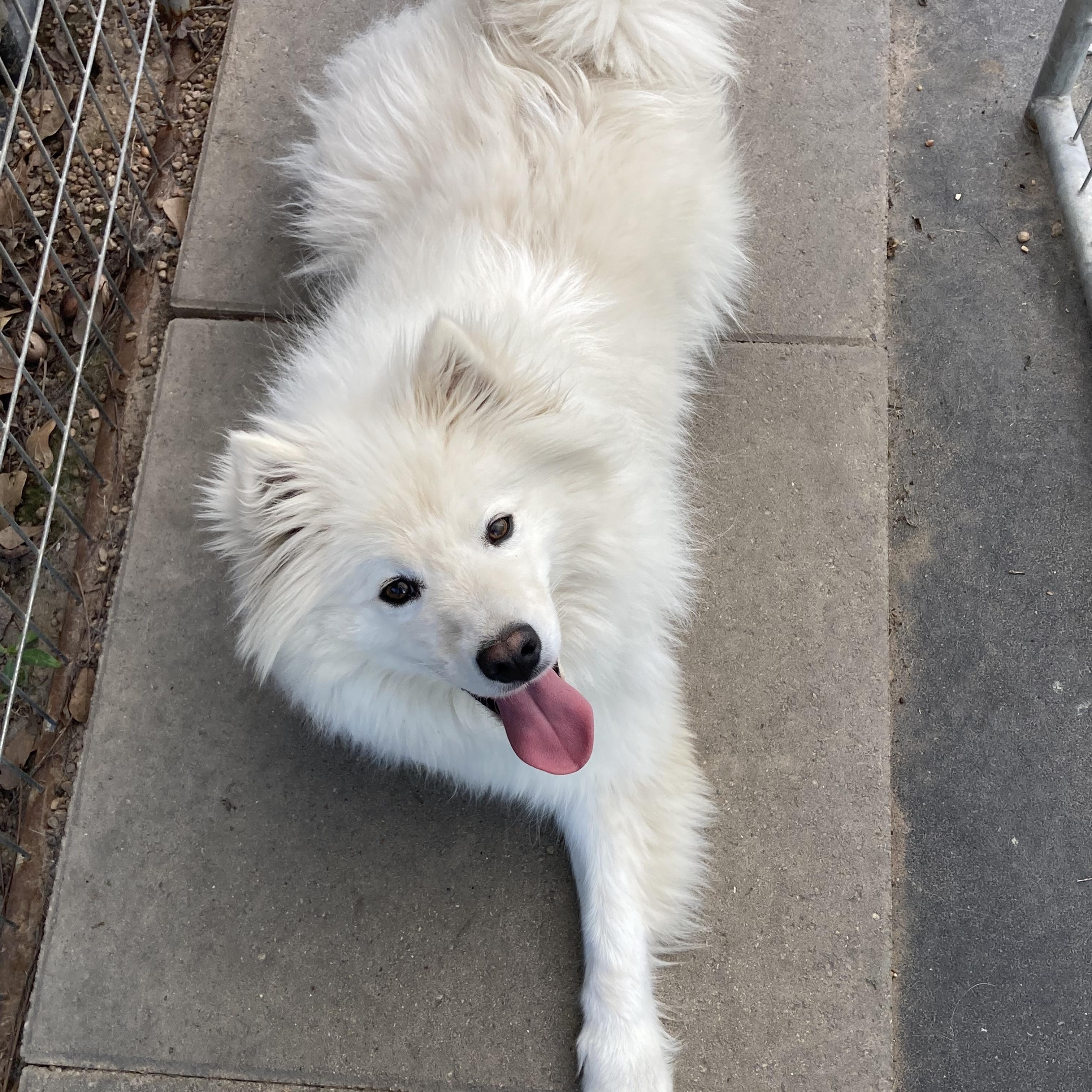 Shadow, a Adoptable American Eskimo Dog in Houston, TX image 4/4