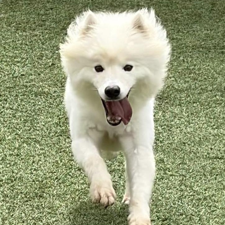 Shadow, a Adoptable American Eskimo Dog in Houston, TX image 3/5