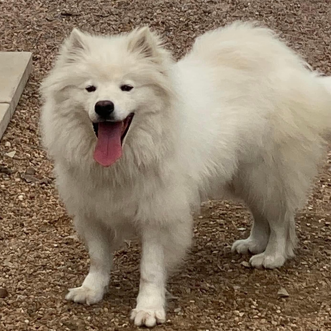 Shadow, a Adoptable American Eskimo Dog in Houston, TX image 1/4