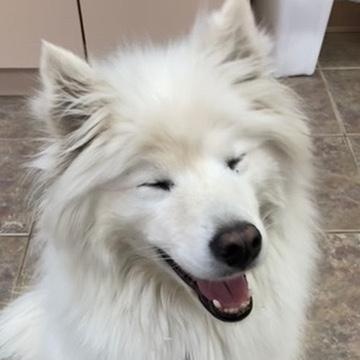 Enlarge Shadow, a Adoptable American Eskimo Dog in Houston, TX image 6/6