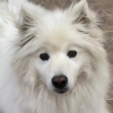 Enlarge Shadow, a Adoptable American Eskimo Dog in Houston, TX image 1/6