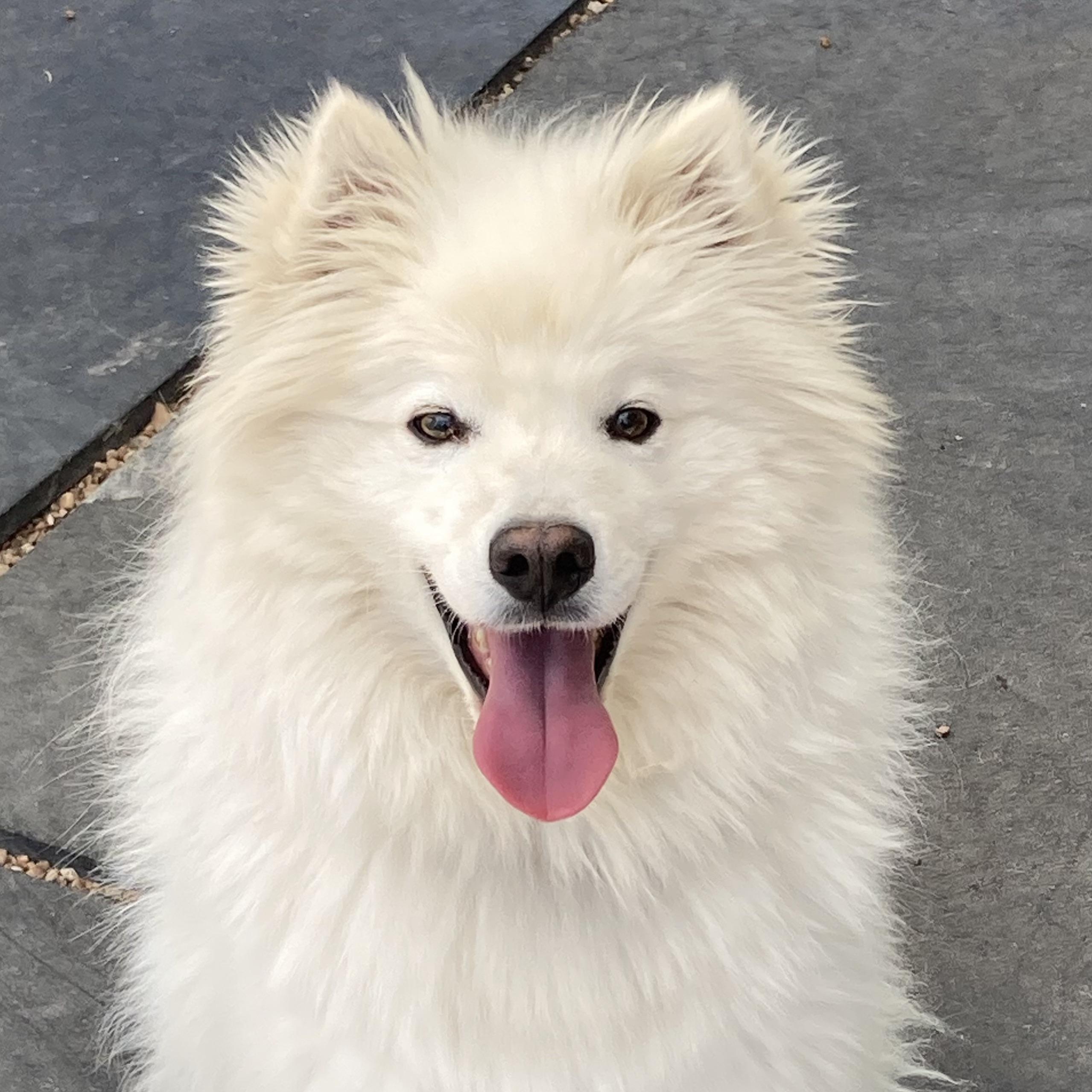 Shadow, a Adoptable American Eskimo Dog in Houston, TX image 3/4