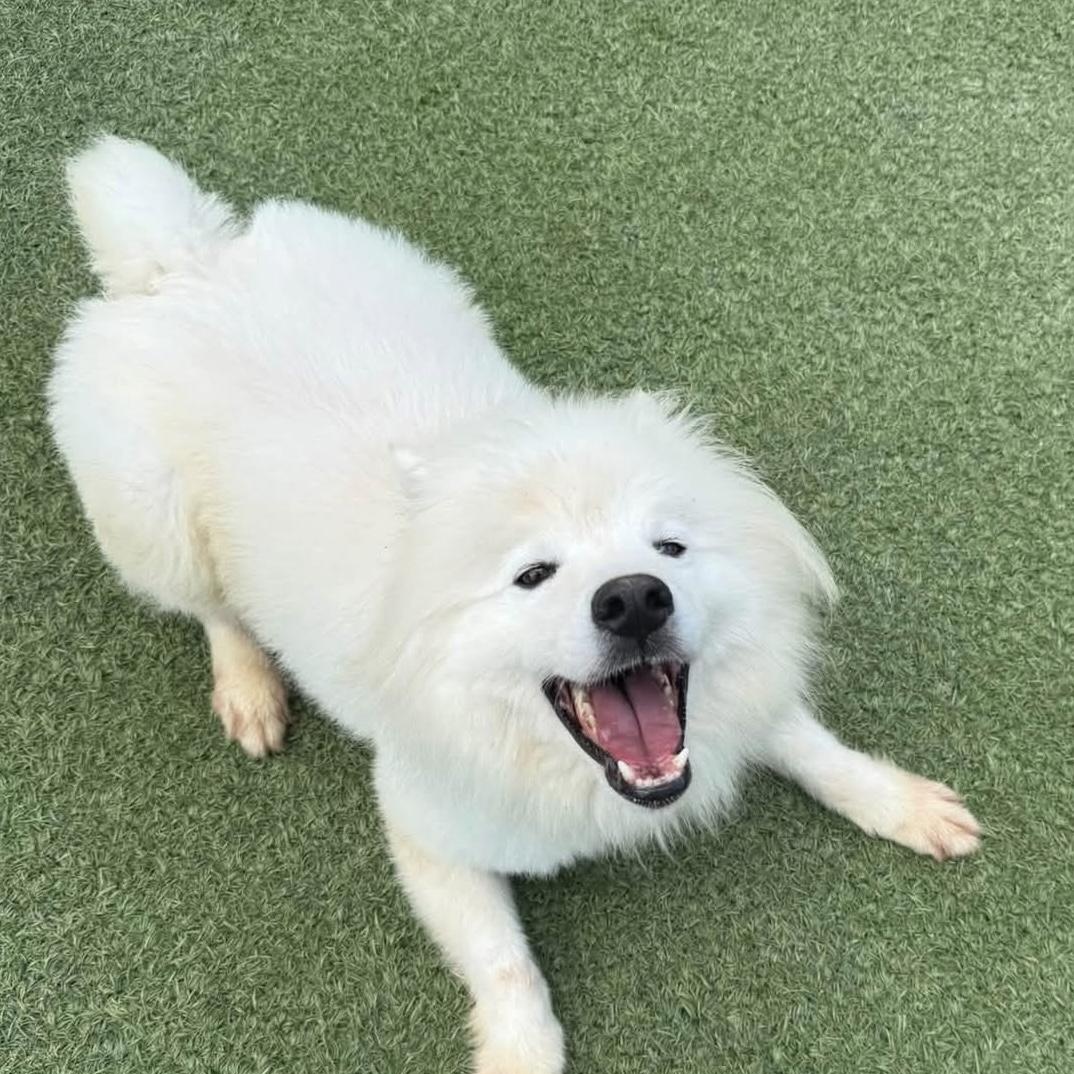 Shadow, a Adoptable American Eskimo Dog in Houston, TX image 2/5