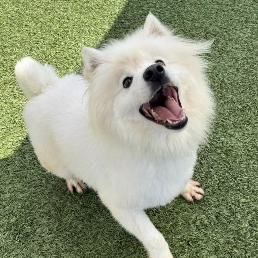 Shadow, Adoptable, Adult Male American Eskimo Dog.