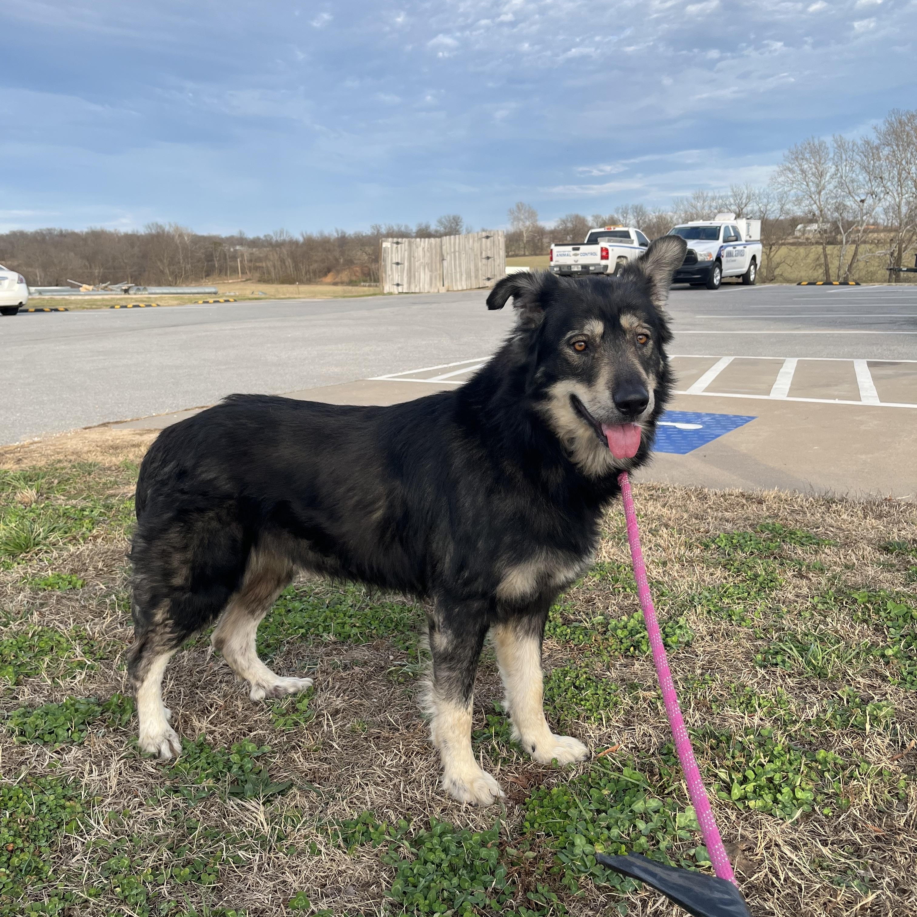 Enlarge Monsieur Balto, an adoptable mixed breed in Centerton, AR image 2/3