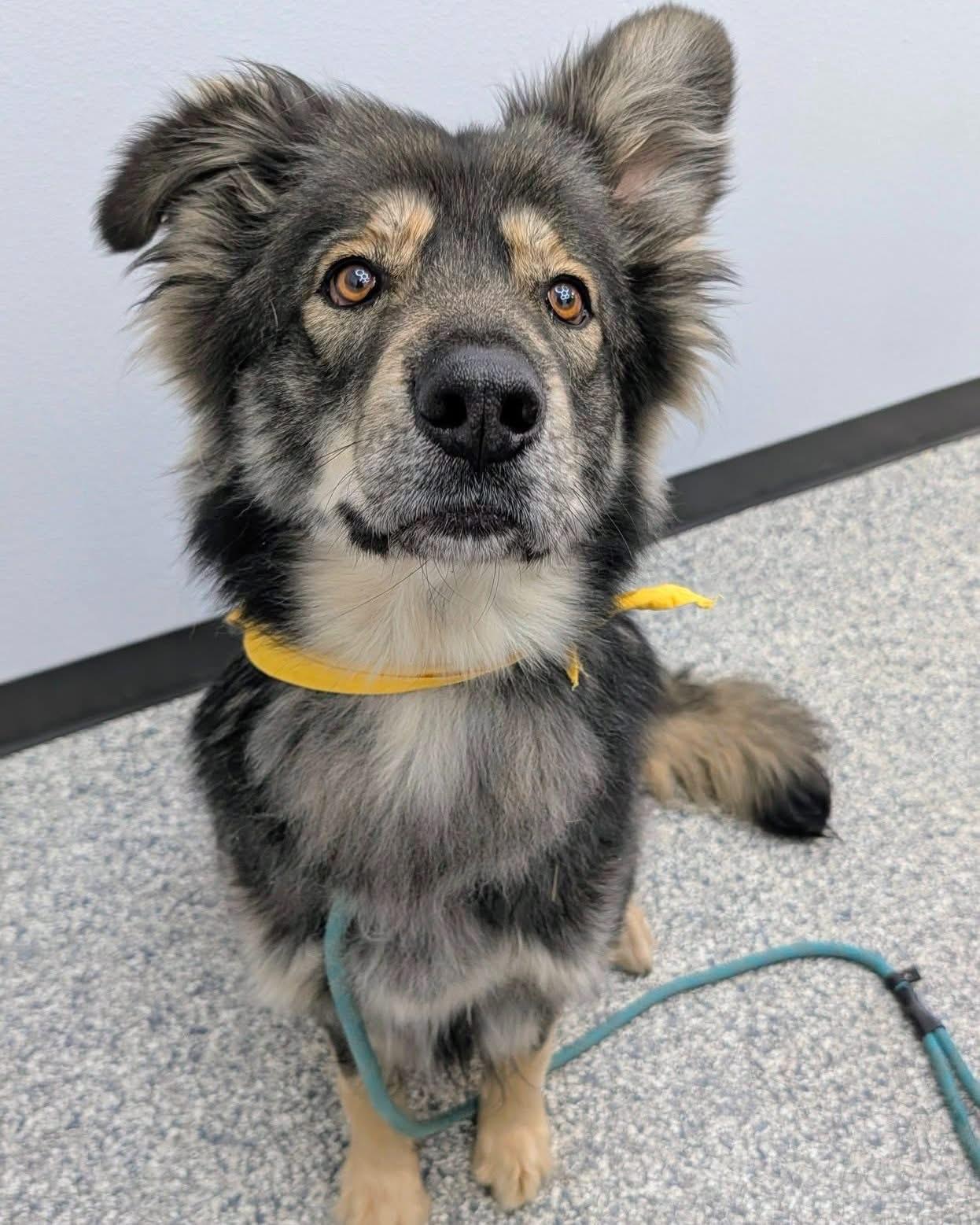 Enlarge Monsieur Balto, an adoptable mixed breed in Centerton, AR image 3/3