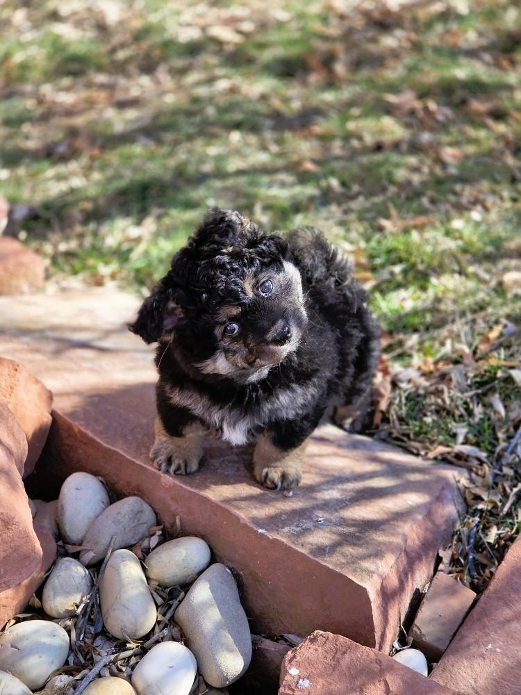 Enlarge Zara, an adopted Corgi in Salt Lake City, UT image 5/6