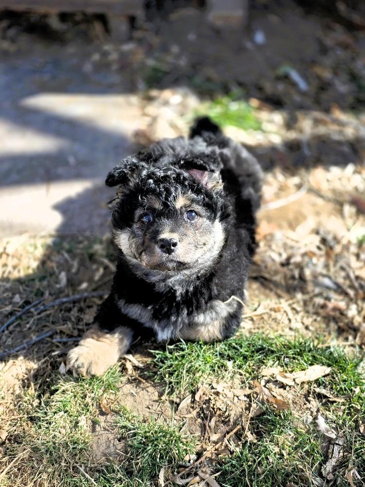 Enlarge Zara, an adopted Corgi in Salt Lake City, UT image 6/6