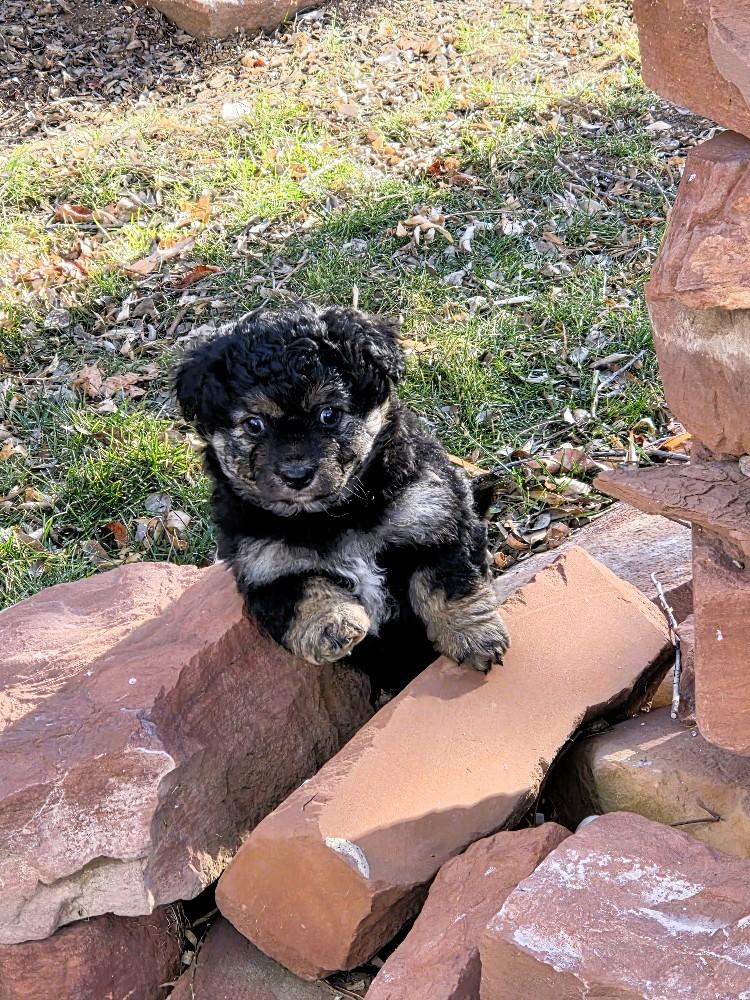 Enlarge Zara, an adopted Corgi in Salt Lake City, UT image 3/6