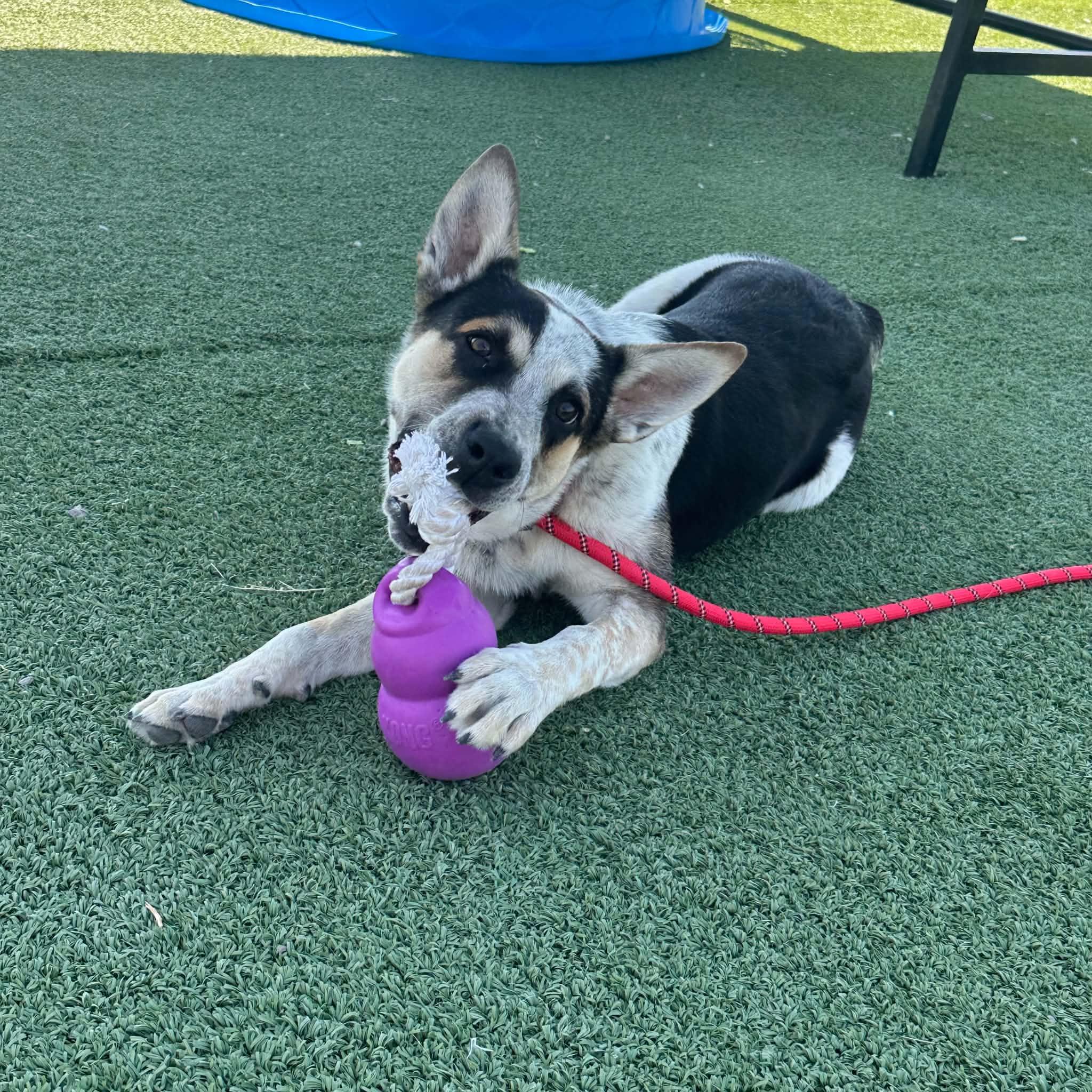 Alfie, an adopted Australian Cattle Dog / Blue Heeler in Truth or Consequences , NM image 2/6