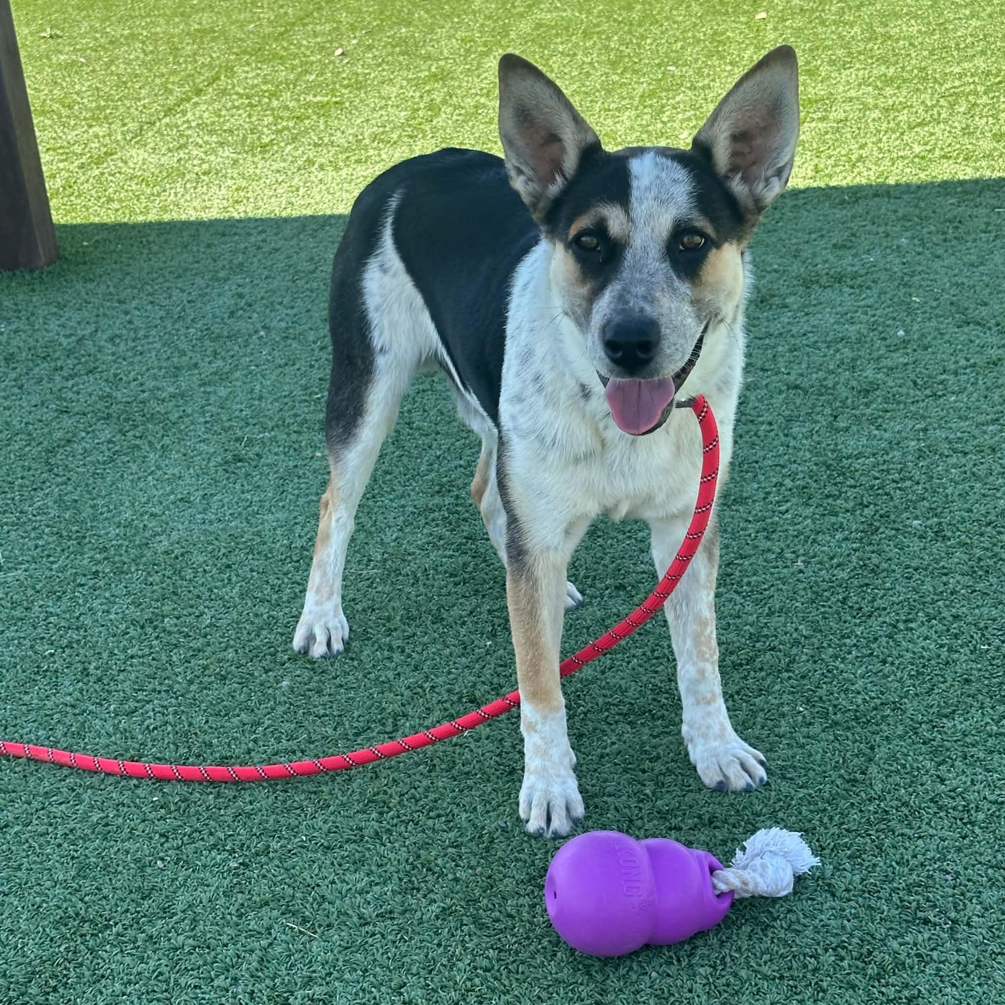 Alfie, adopted, Young Male Australian Cattle Dog / Blue Heeler.