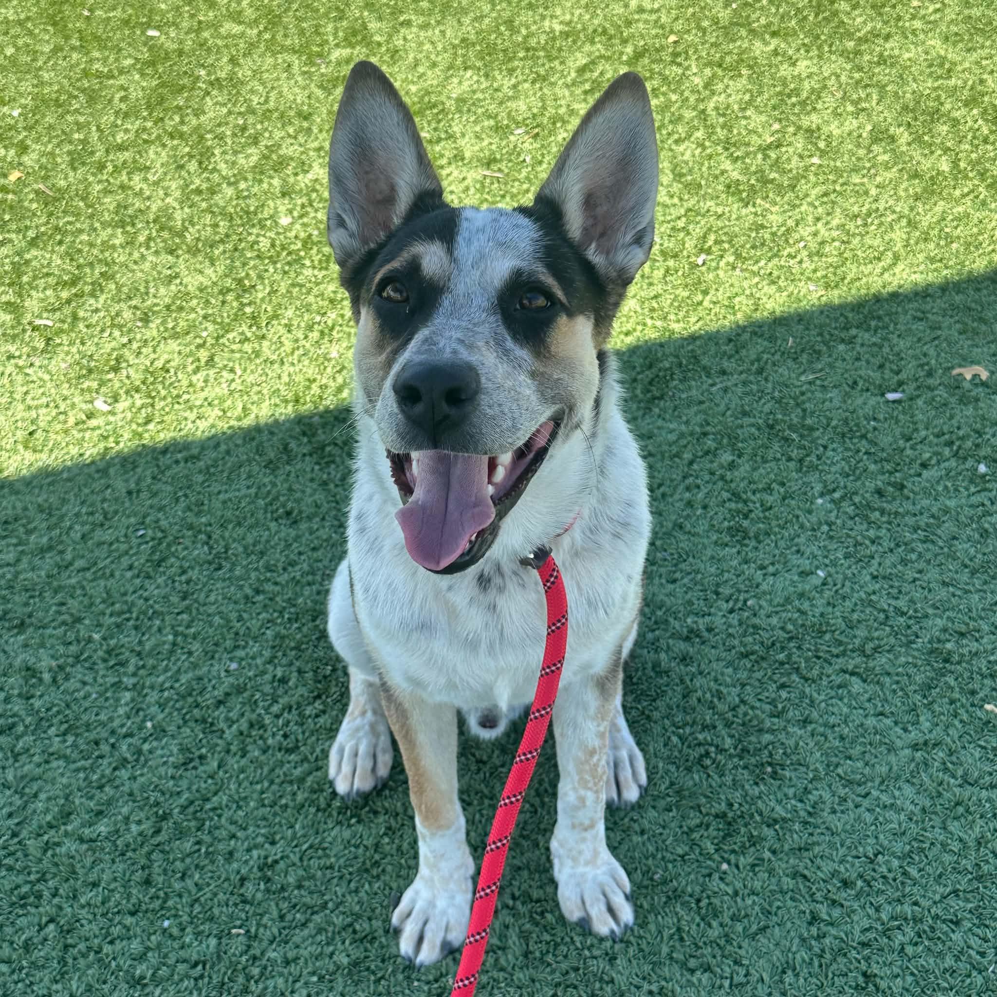 Alfie, an adopted Australian Cattle Dog / Blue Heeler in Truth or Consequences , NM image 4/6