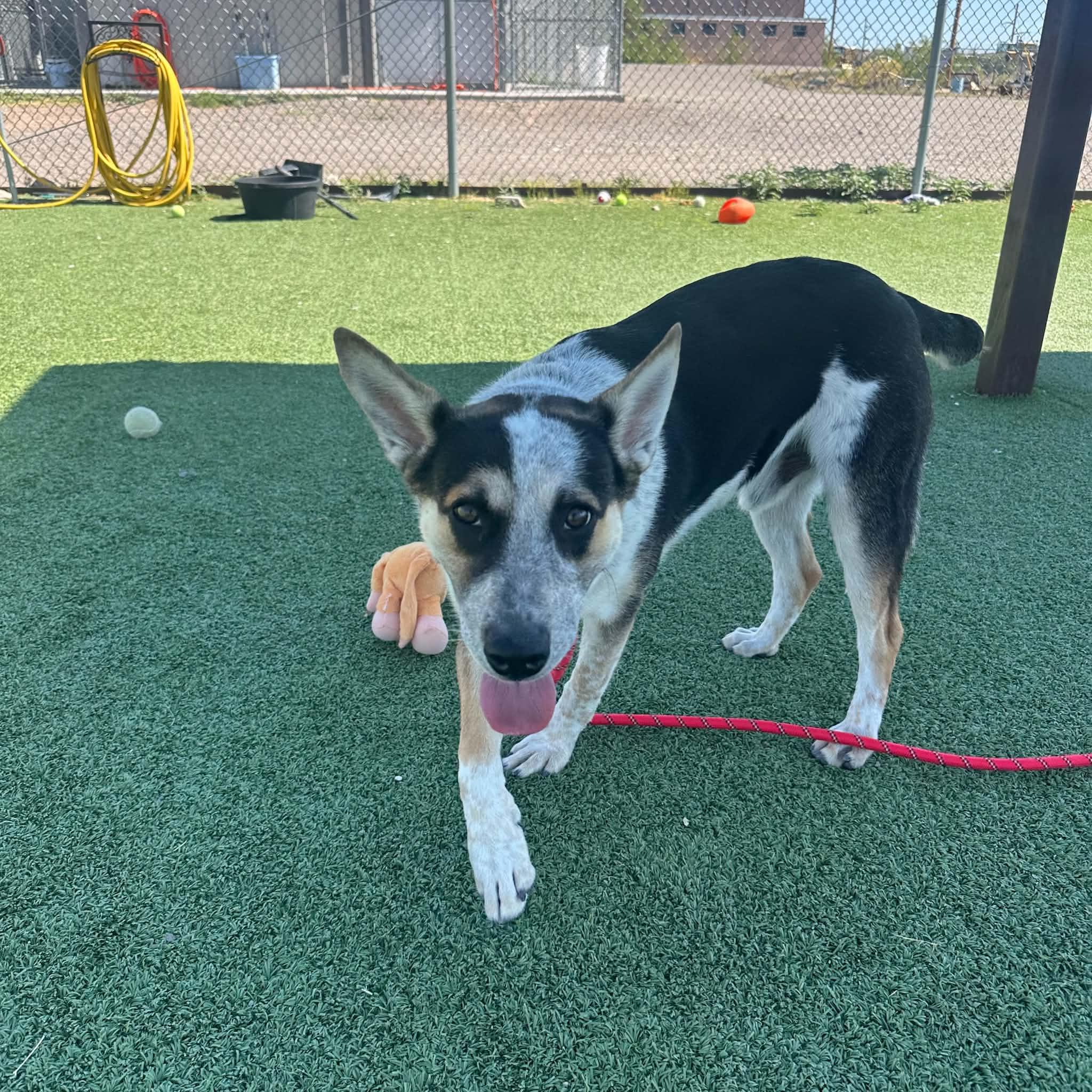 Alfie, an adopted Australian Cattle Dog / Blue Heeler in Truth or Consequences , NM image 6/6