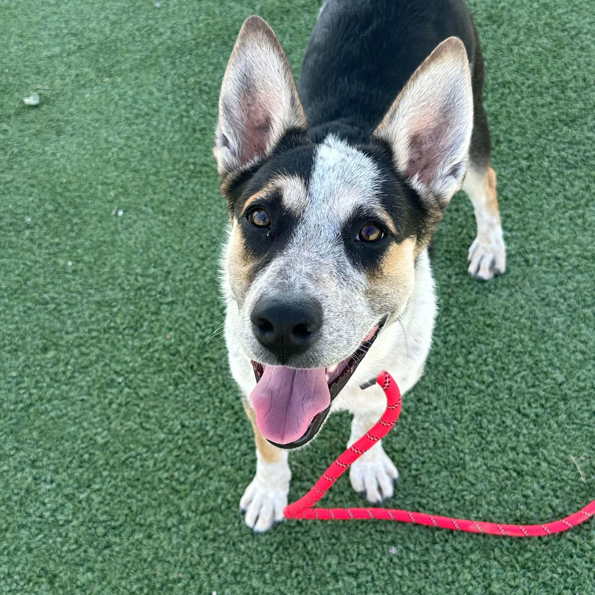 Alfie, an adopted Australian Cattle Dog / Blue Heeler in Truth or Consequences , NM image 5/6